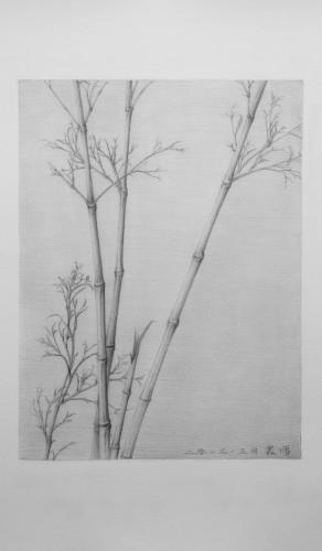素描竹子02