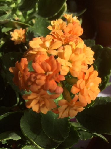 我养的长寿花品种记载