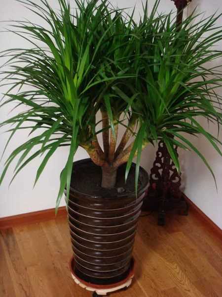 龙须兰叶子干枯怎么办?五招搞定