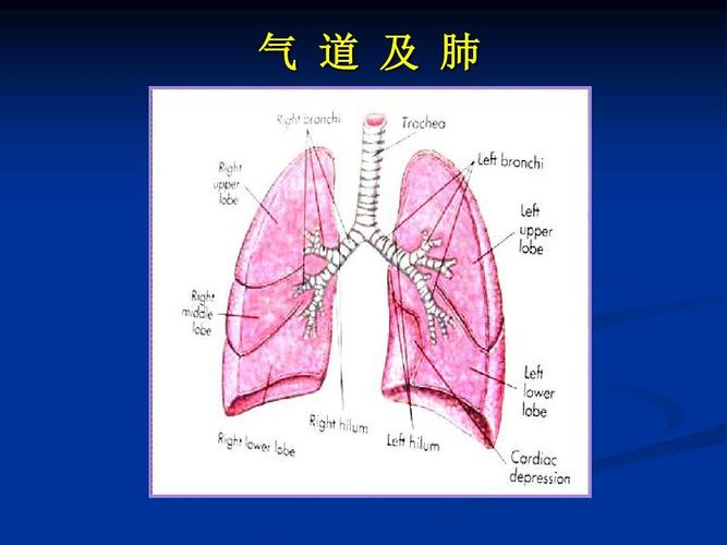 胸部的体格检查 气 道 及 肺