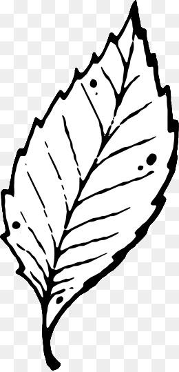 【黑白树叶素材】免费下载_黑白树叶图片大全png-90