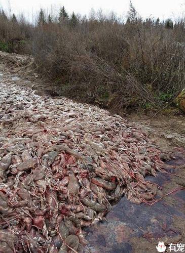 腐烂发臭的尸体堆成山英媒揭露俄罗斯毛皮行业最