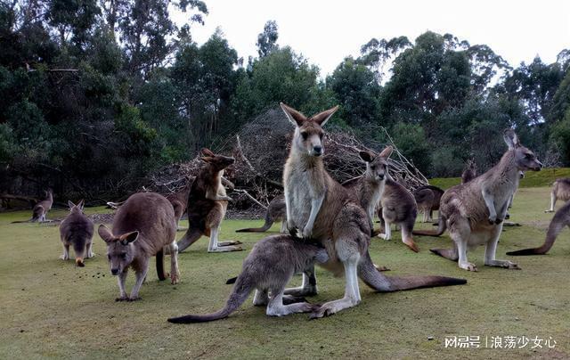 国宝变成了烦恼澳大利亚袋鼠泛滥袭扰人类最后变为盘中餐