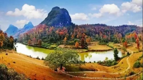 德宝枫叶红了吗?2019百色德保红枫节,约么?