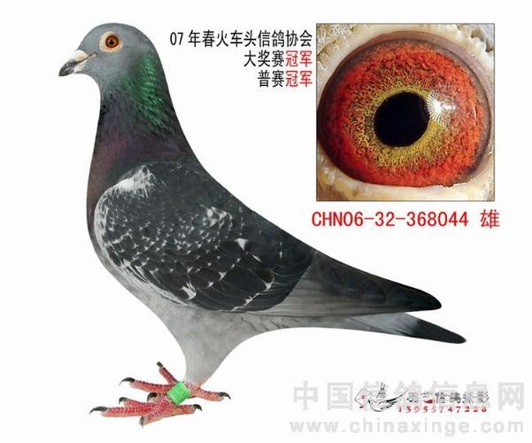 欣赏墨雨点灰裤鸽-中信网信鸽园地
