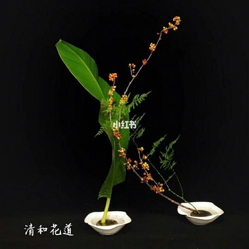 清和花道 日本小原流花道 花奏和花舞的三支表现 #这就是小原流##日本