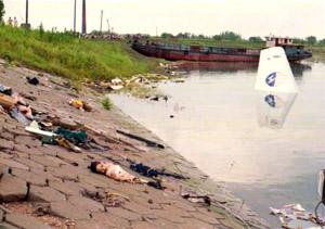 夜来香的养殖方法,国资商城 甘健邑,谍迷网