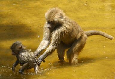 动物们的避暑绝招(组图)