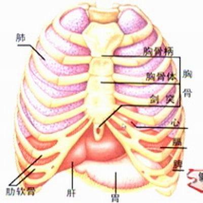 现在可以告诉大家:剑突位于胸骨体的下端,上端与胸骨体相连,下端游离