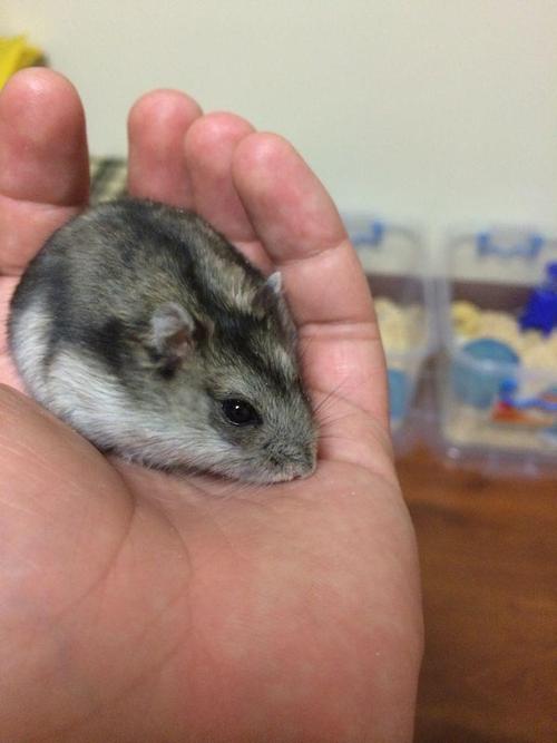 成对的紫衣毛色基因会让 坎培尔仓鼠的身上呈现紫色光泽