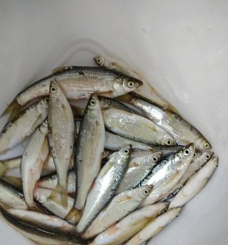 浪里白条非君子,韧战擒鲫真丈夫