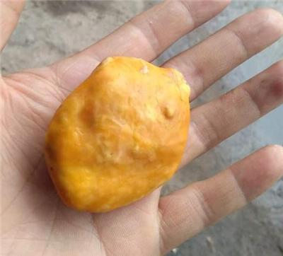 2016鸡宝多少钱一克