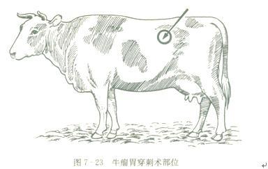 牛瘤胃鼓气怎么办?牛瘤胃鼓气的治疗方案