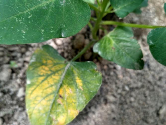 红薯叶发黄,是怎么回事.