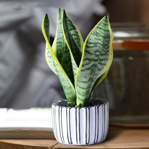 虎皮兰不冒新芽6月抓住4个关键点新芽长得快叶子还漂亮