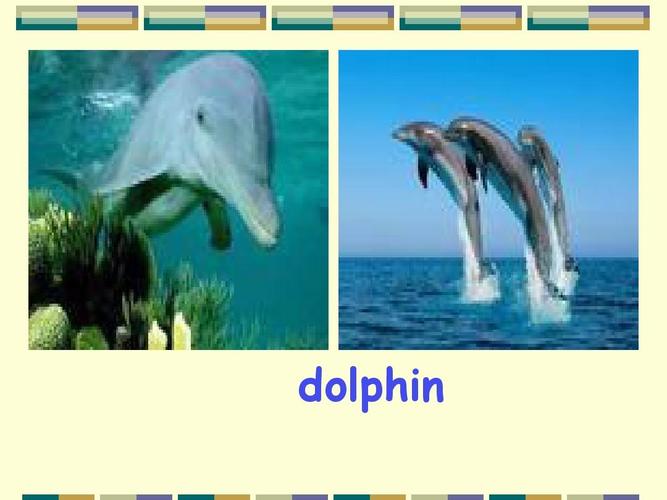 小学英语单词(动物类)ppt