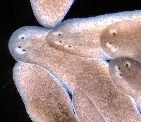 将一只成年扁虫一切为二,没有头的那一半会再生出一个新的头和眼