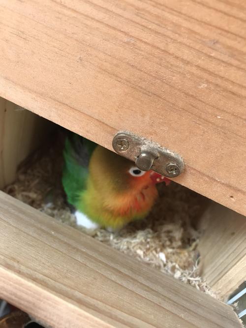 牡丹鹦鹉怎么一直在生蛋,是不是墨鱼骨的原因,我一直有喂墨鱼骨