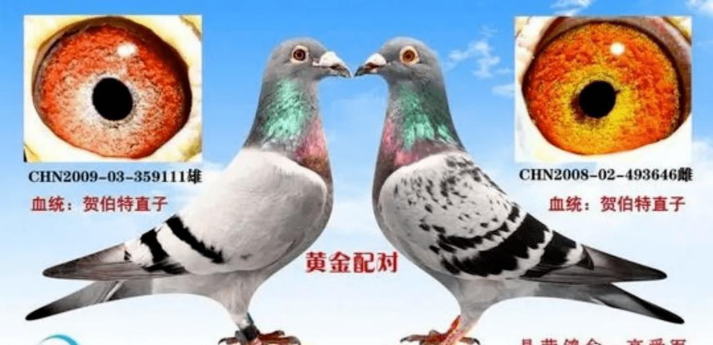 重磅赛鸽界的十大黄金配对鸽眼欣赏