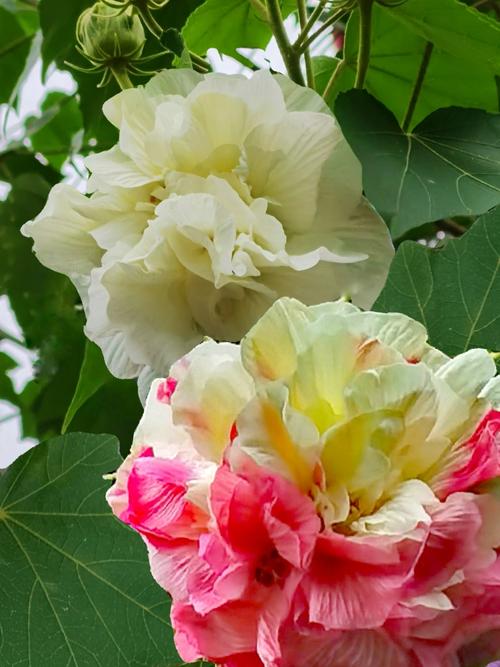 其它 美艳绝伦芙蓉花 写美篇        芙蓉花美艳绝伦,一日三色,人见人