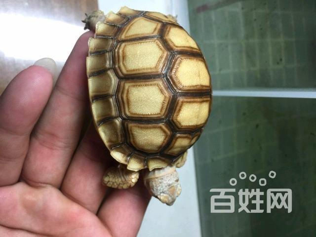 出精品高背苏卡哒龟一只