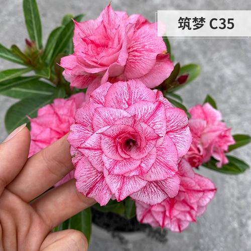 boussac沙漠玫瑰重瓣沙漠玫瑰四季开花嫁接老桩绿植花卉盆栽巨星风采