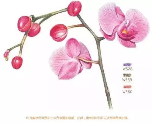 彩铅画花卉入门教程 | 彩铅花卉:蝴蝶兰画法步骤图