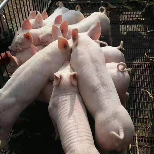 苏太母猪二元母猪长白长太母猪杜洛克长白约克t种公猪猪仔活苗