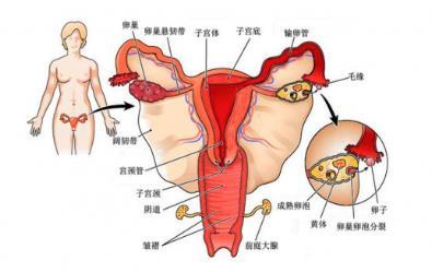 腰围增粗,皮肤干黄?南昌康健医院:可能是卵巢出问题了