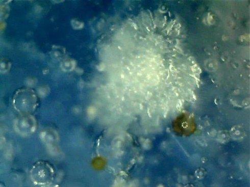 古瓷里的微观世界——永乐青花壮罐