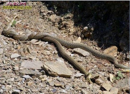 蛇如何交配养蛇人不能不知道的蛇繁殖知识