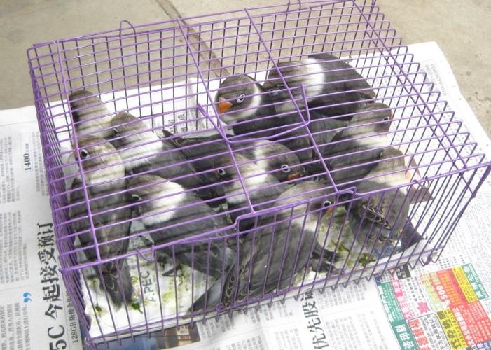 墨黑头牡丹鹦鹉一只