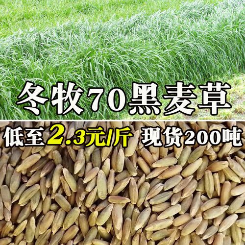 鱼草种籽牧草种籽黑麦草子种四季多年生草种养殖牧草种子黑麦草籽