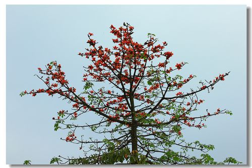 最后的一棵"红棉树".