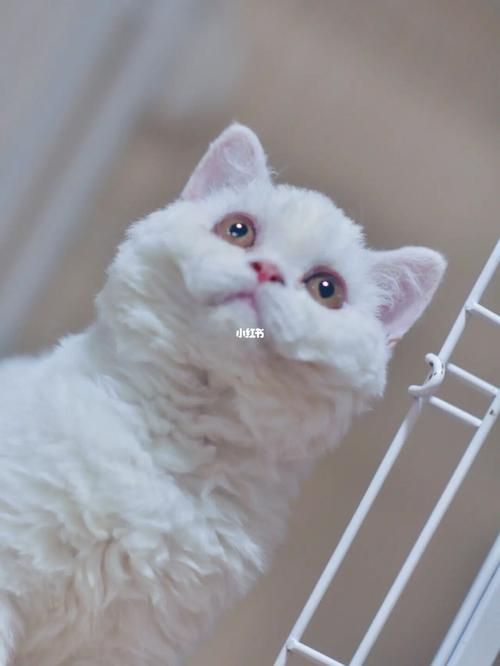 白色赛尔凯克卷毛猫_赛尔凯克卷毛猫_宠物_猫_晒猫