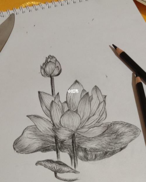铅笔画荷花_荷花_铅笔画_文化_绘画