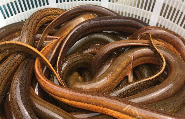 高温季节黄鳝养殖管理技巧