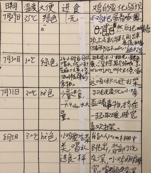 记小鸡孵化过程及成长