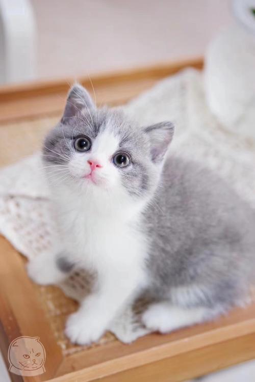 纯种折耳美短英短蓝白蓝猫金银渐层加菲猫布偶猫幼猫宠物猫咪活体