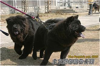 你说反了,这个是两广一代的熊狗,它才是原生的松狮犬,现在的宠物松狮
