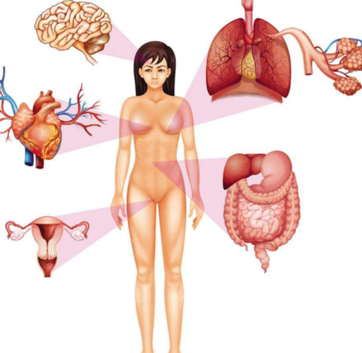 什么是女性身体结构图