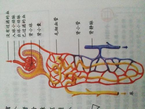 肾单位的组成示意图简笔画