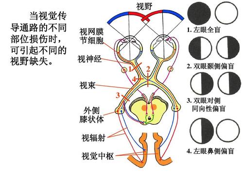 感觉传导通路ppt