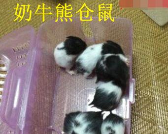 属于金丝熊类的,花色是奶牛熊.成年公熊15-18厘米,母熊18-20厘米.