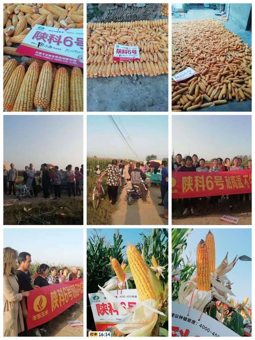 强势玉米品种推荐:丰乐陕科六号!