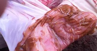 寄生虫是养猪场最容易忽视的问题,怀孕母猪如何驱虫?