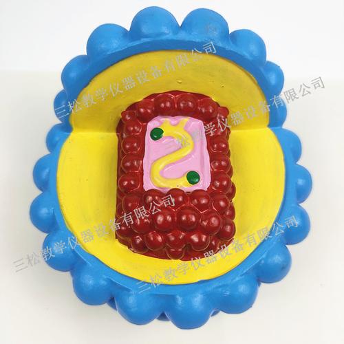 艾滋病毒模型 细胞模型 病毒放大演示模型 人体模型 科普教学