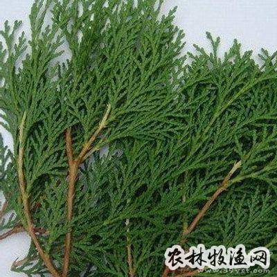 草柏枝