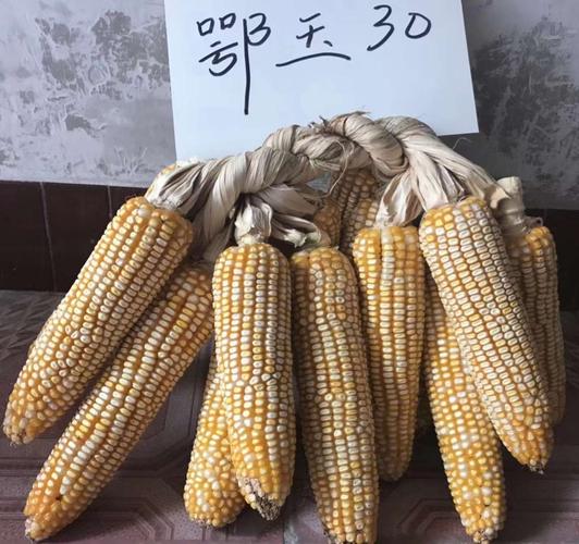 鄂审滇引大穗,马齿型,黄白粒玉米新品种"鄂玉30":抗性强,适应广,产量