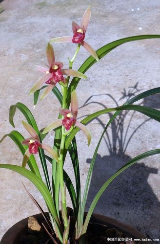 建兰:贵妃醉酒-建兰篇-中国兰花交易网社区